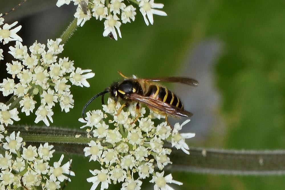Dolichovespula norwegica maschio (Vespidae)
